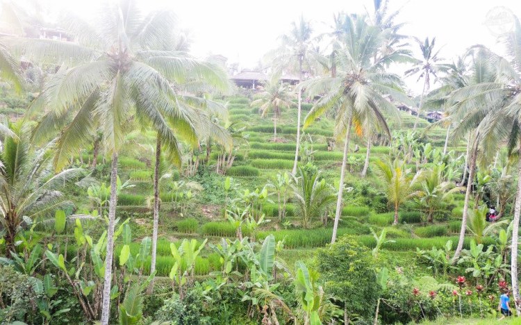 bali-yoga-teaching-laurie-pink-pack-4