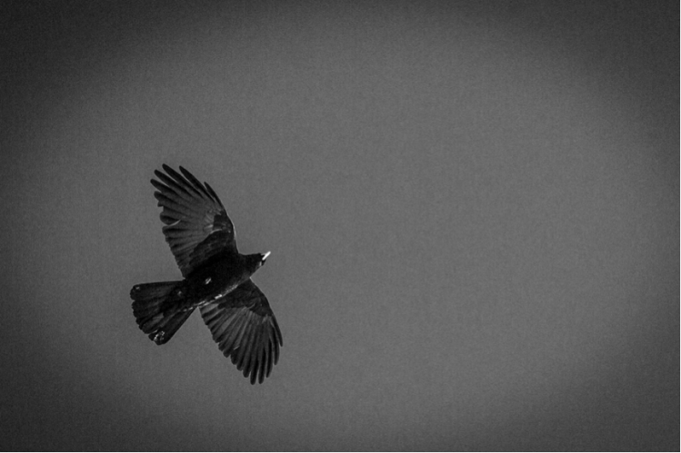 vanessa-andrieux-photographe-9