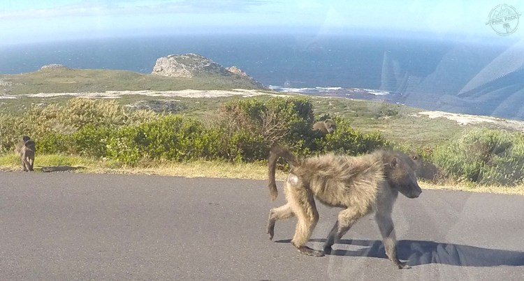 pink-pack_travel-diary_cape-town_baboons_11