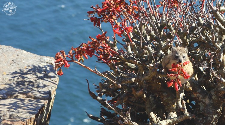 pink-pack_travel-diary_cape-town_dassie_13