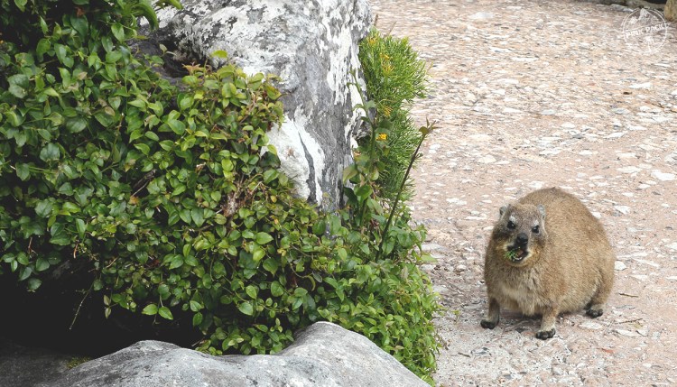 pink-pack_travel-diary_cape-town_table-mountain_dassie_8