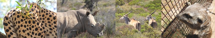 OK-pink-pack-langebaan-buffle.2