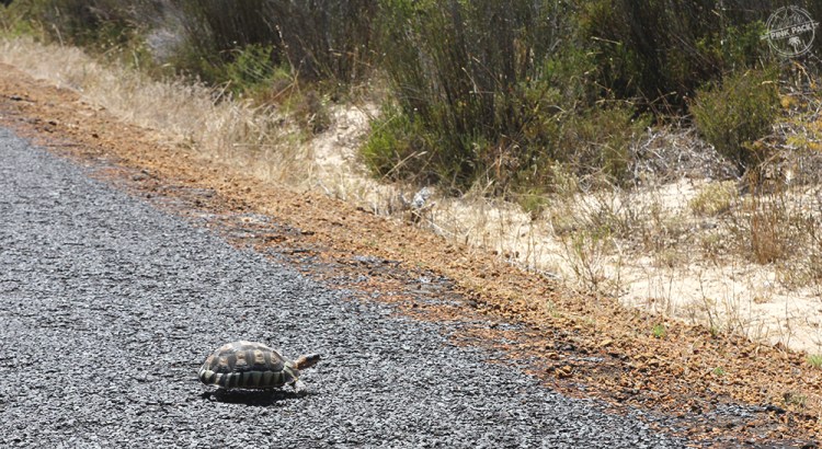 OK-pink-pack-langebaan-kitesurf.10