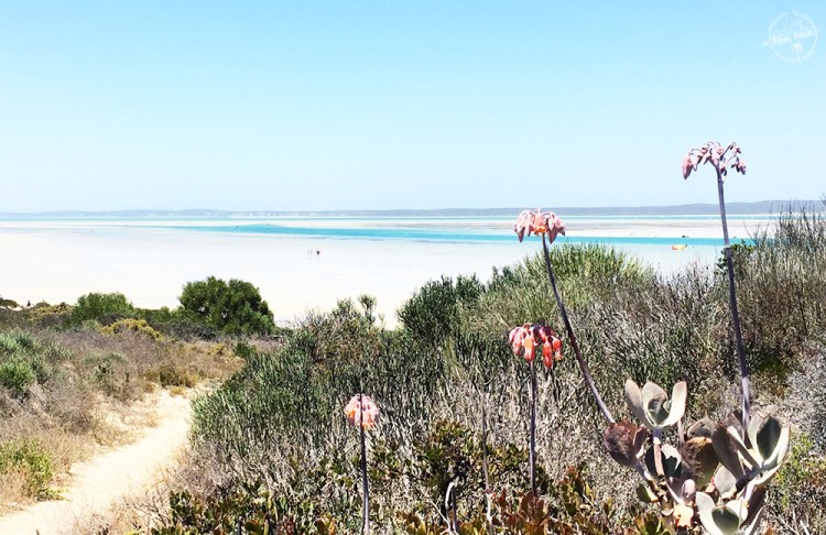 OK-pink-pack-langebaan-kitesurf.9
