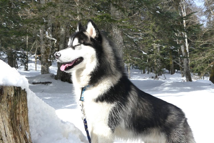 pink-pack-canirando17