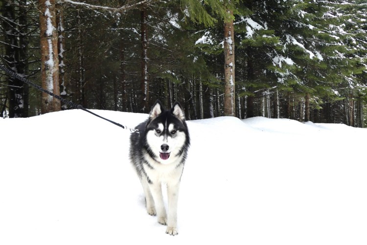 pink-pack-canirando22