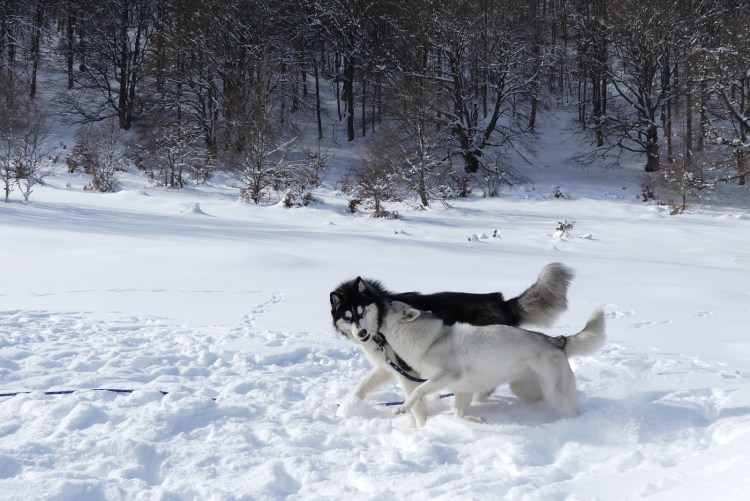 pink-pack-canirando6